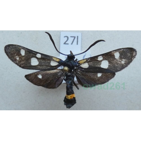 Zygaena ephialtes (Linnaeus, 1767) Slovenia27l